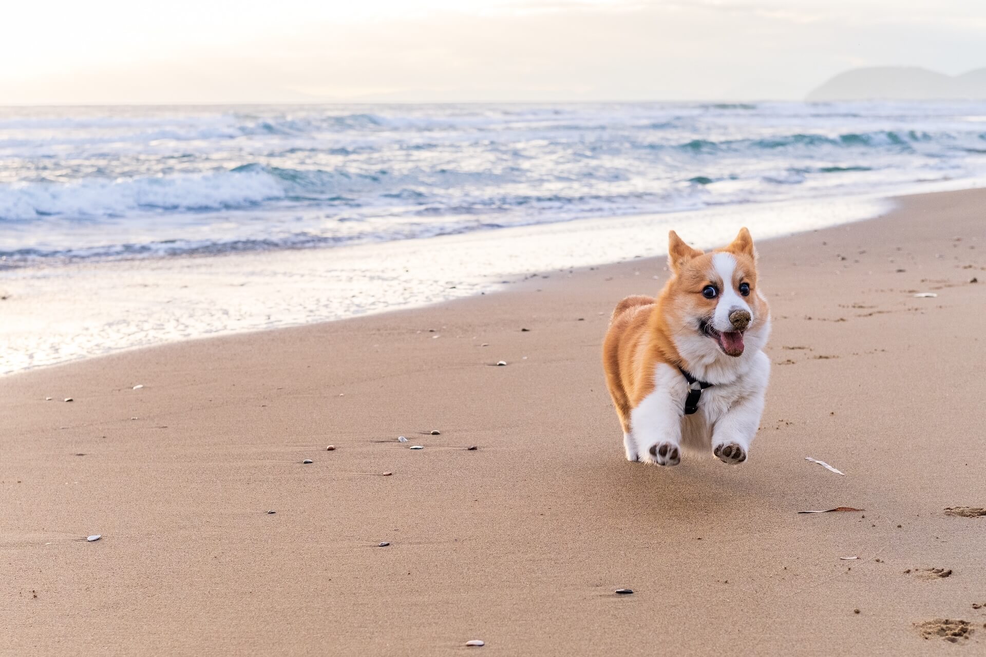 Corgi breed dog running on the beach in California