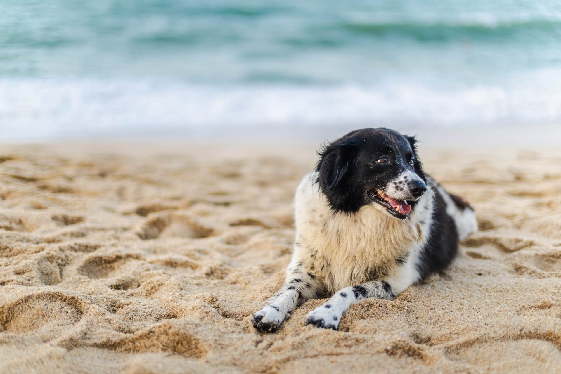 Happy black and white dog lying in the sand on a beach in Sarasota, FL